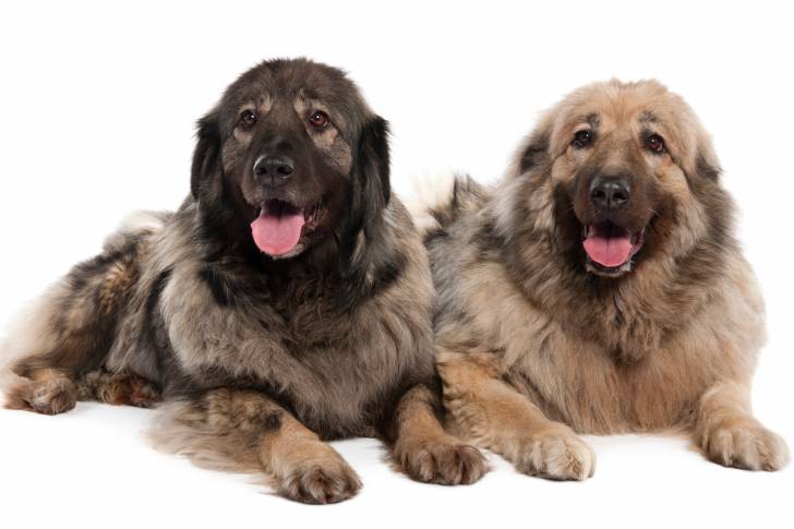 Photo Berger Yougoslave