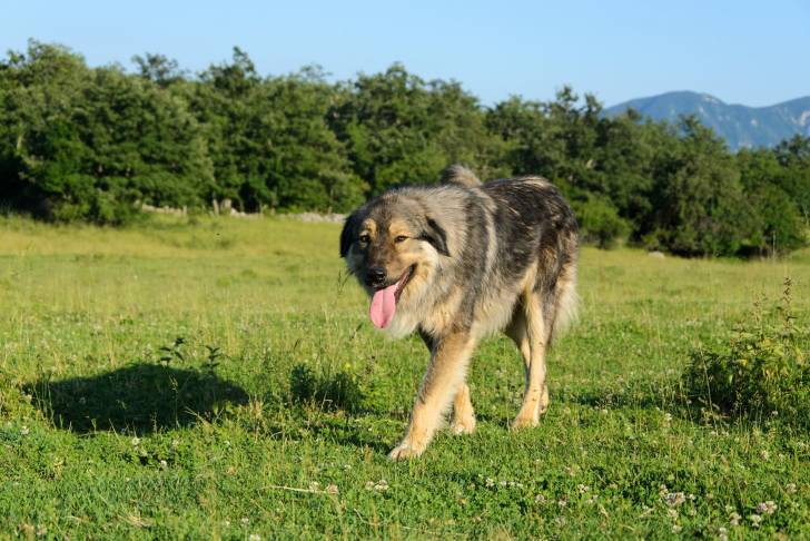 Photo Berger Yougoslave