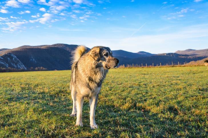 Photo Berger Yougoslave