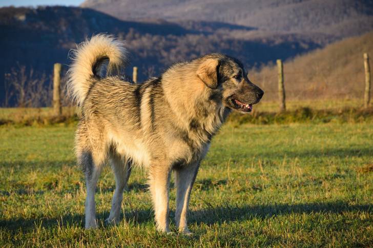Un Berger Yougoslave debout dans un jardin en montagne