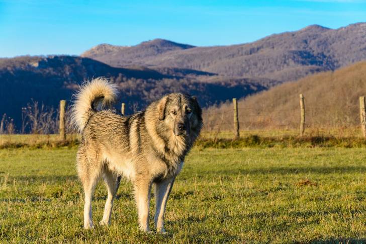 Photo Berger Yougoslave