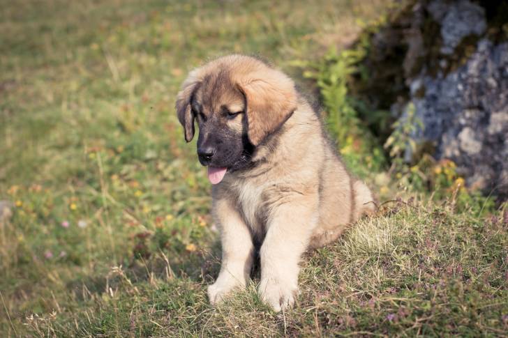 Photo Berger Yougoslave