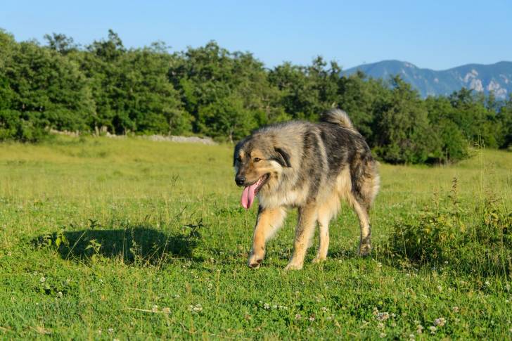 Photo Berger Yougoslave