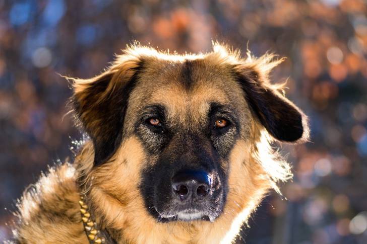 Photo Berger Yougoslave