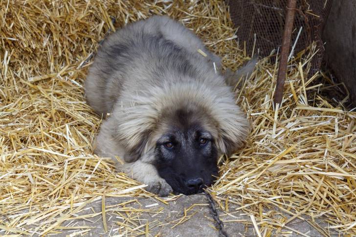 Photo Berger Yougoslave