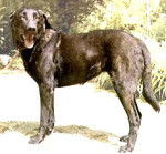 Photo Chien de Castro Laboreiro