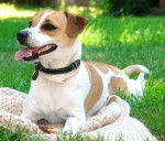 Photo Chien de Ferme Dano-Suédois