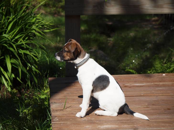 Photo Chien de Ferme Dano-Suédois