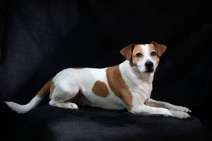 Photo Chien de Ferme Dano-Suédois
