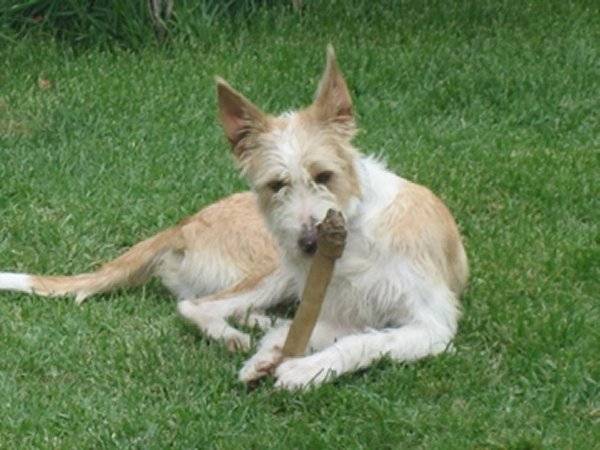 Photo Podengo Portugais