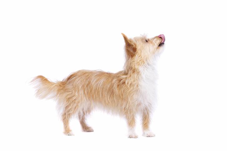 Photo Podengo Portugais