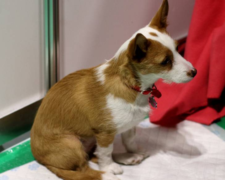 Photo Podengo Portugais