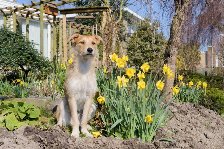 Photo Podengo Portugais