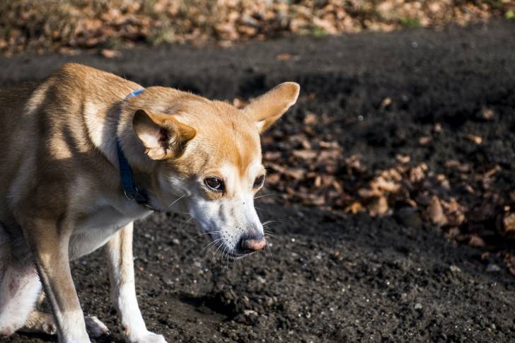 Photo Podengo Portugais