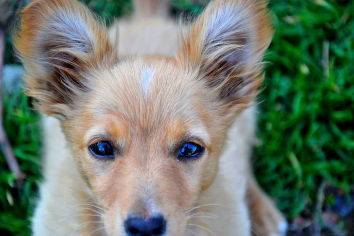 Photo Podengo Portugais