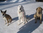 Missy and Friends - Chien de Montagne des Pyrénées (3 ans)