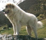 Montagne des Pyrénées - Chien de Montagne des Pyrénées