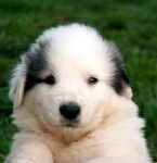Chiot Montagne des Pyrénées - Chien de Montagne des Pyrénées