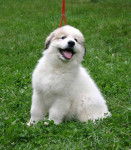 montagne des pyrenees - Chien de Montagne des Pyrénées