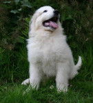 montagne des pyrenees - Chien de Montagne des Pyrénées