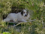 montagne des pyrénées ,Benny - Chien de Montagne des Pyrénées
