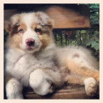 Hinaya est une berger autralien bien dans ses patounes - Chien de Montagne des Pyrénées