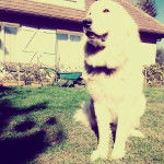 TYSON - Chien de Montagne des Pyrénées Mâle (2 ans et 11 mois)