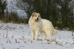 Un Chien de Montagne des Pyrénées dans la neige