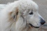 Photo Chien de Montagne des Pyrénées