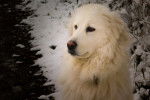 Photo Chien de Montagne des Pyrénées