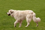 Photo Chien de Montagne des Pyrénées