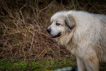 Photo Chien de Montagne des Pyrénées