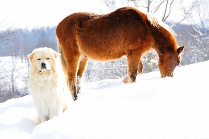 Un Chien de Montagne des Pyrénées assis dans la neige avec un cheval derrière lui