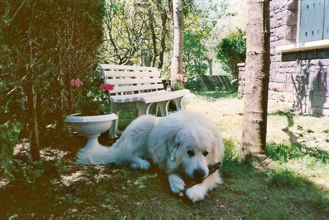 Photo César Chien De Montagne Des Pyrenees Patou