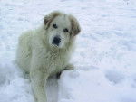 chien de montagne des pyrenees - Chien de Montagne des Pyrénées