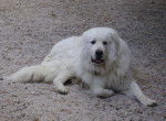 Chien de montagne des pyrénées - Chien de Montagne des Pyrénées