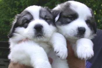 Montagne des Pyrénées - Chien de Montagne des Pyrénées