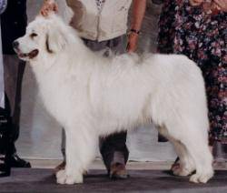 Montagne des Pyrénées - Chien de Montagne des Pyrénées