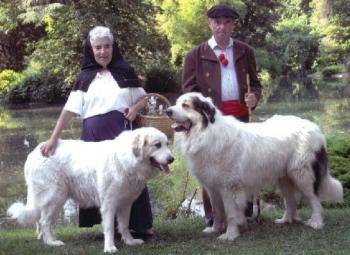 Montagne des Pyrénées - Chien de Montagne des Pyrénées