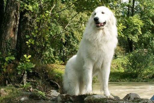 Vitalis - Chien de Montagne des Pyrénées