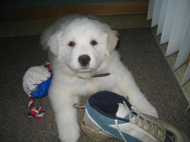 Alaska (montagne des pyrénées) - Chien de Montagne des Pyrénées