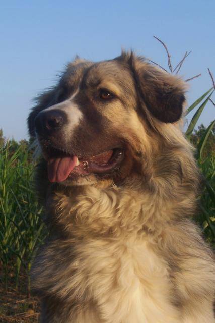 Amy, Montagne des Pyrénées - Chien de Montagne des Pyrénées