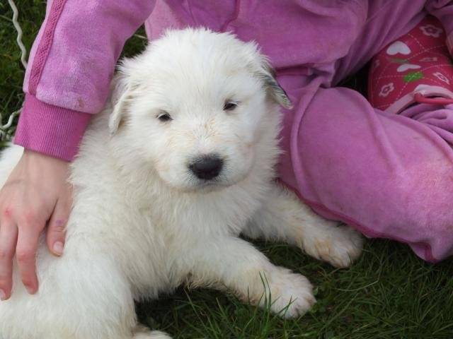montagne des pyrénées - Chien de Montagne des Pyrénées