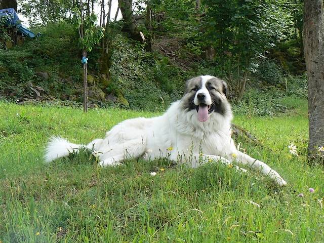 Echo Montagne des Pyrénées de 2 ans - Chien de Montagne des Pyrénées (2 ans)