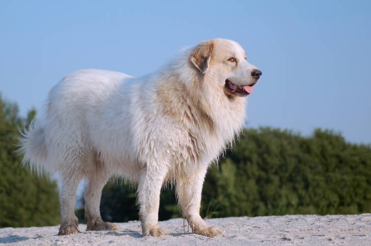 Un Chien de Montagne de Pyrénées debout devant un ciel bleu