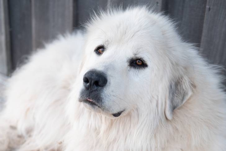 Vue proche d'un Patou blanc