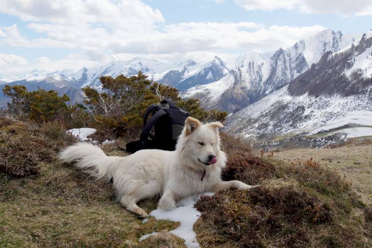 Photo Chien de Montagne des Pyrénées