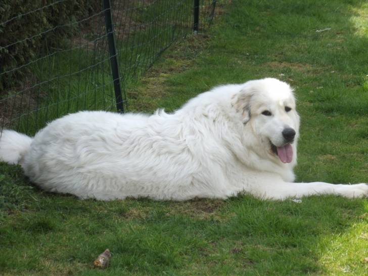 Dgena - Chien de Montagne des Pyrénées Femelle (1 an)