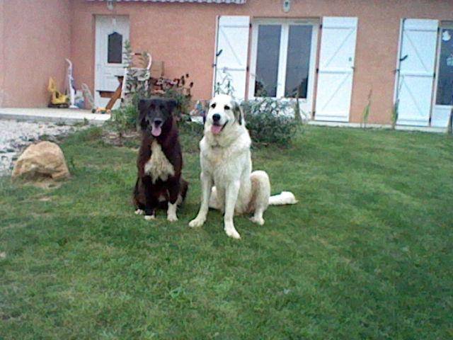 belle et filou - Chien de Montagne des Pyrénées Femelle (4 ans)