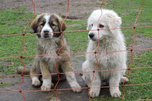Gruß von Skipper - Chien de Montagne des Pyrénées